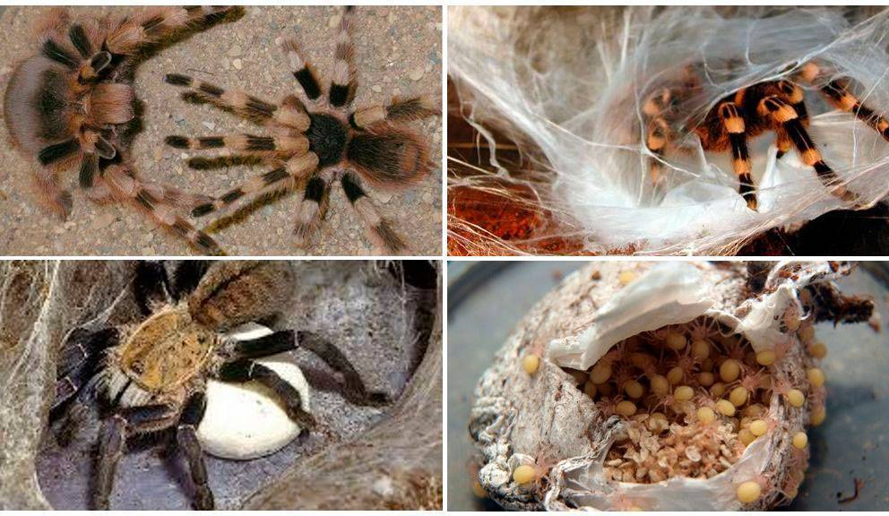 Содержание пауков птицеедов младших возрастов, пауки птицееды маленькой линьки содержание