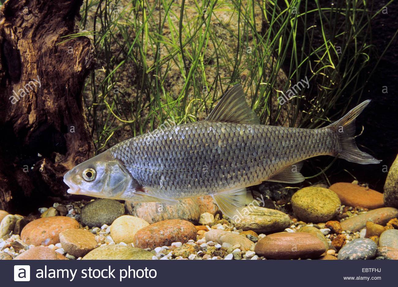 Елец сибирский фото и описание – каталог рыб, смотреть онлайн