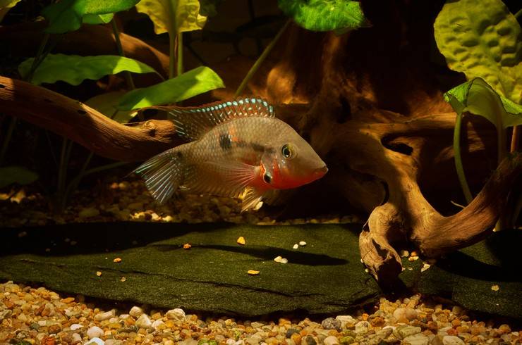 Аквариумная рыбка цихлазома меека: содержание, виды, фото