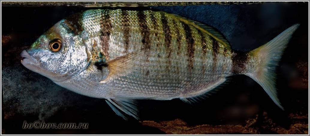 Рыба корюшка: подвиды, польза и вред, интересные факты и среда обитания этой рыбки