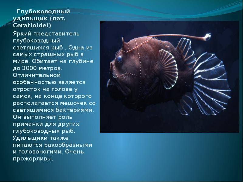 Глубоководная рыба с фонариком на голове: как называется, описание вида и особенности питания