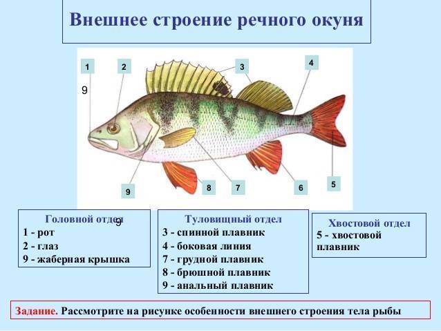 Как рыбы едят?