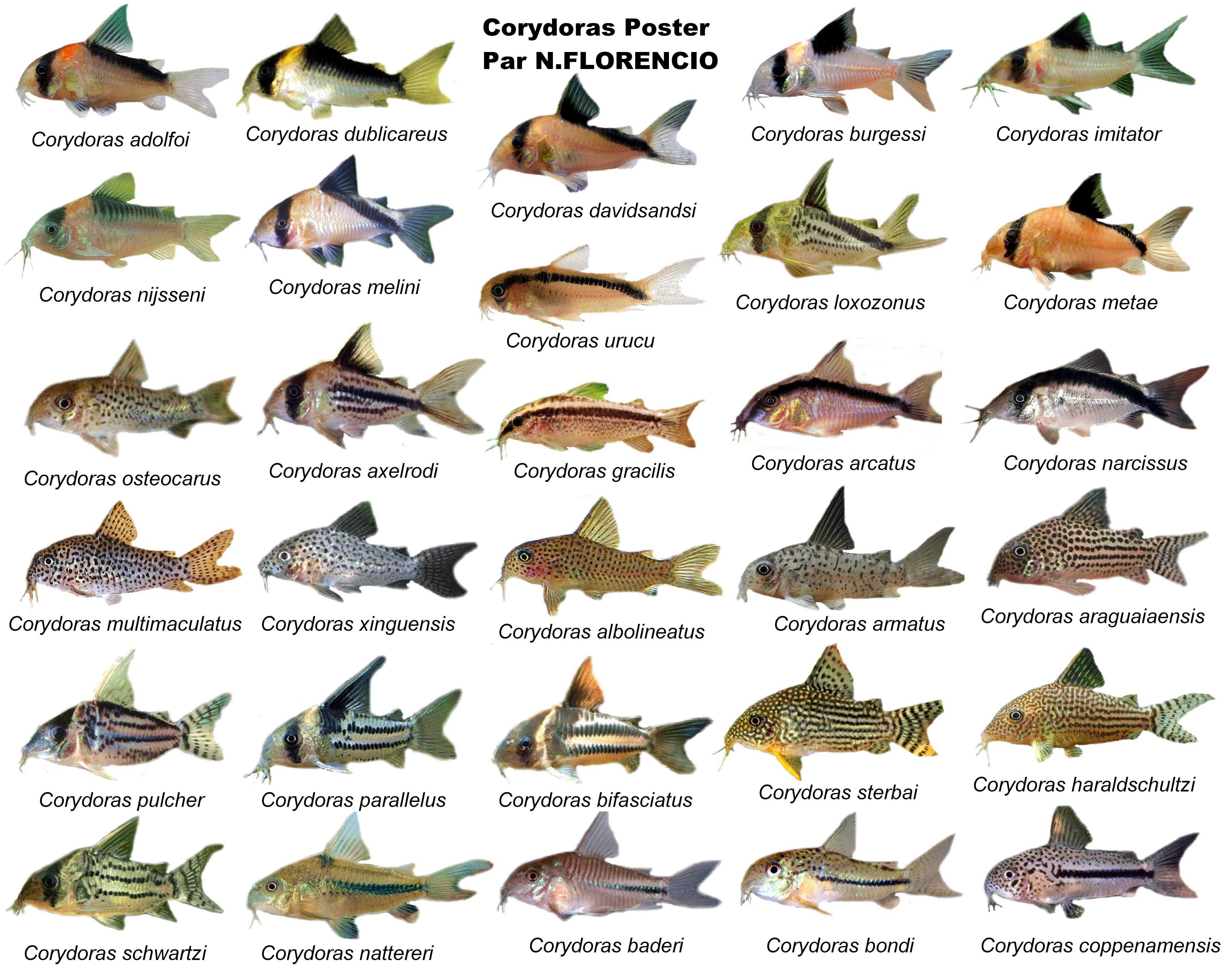 Аквариумные рыбки сомики: виды, с фото и названием