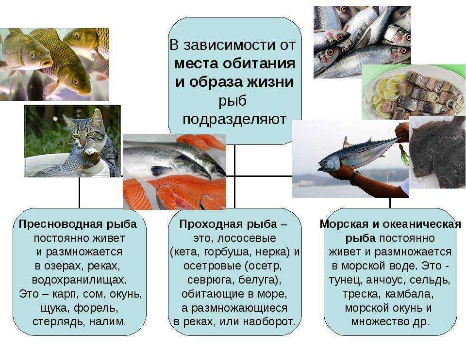 Что за рыба радужная форель описание и образ жизни | все о рыбалке - где и как ловить рыбу, снасти и приманки