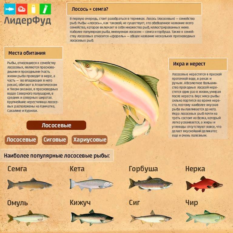 Нерка или «красная» – ценная рыба семейства лососевых