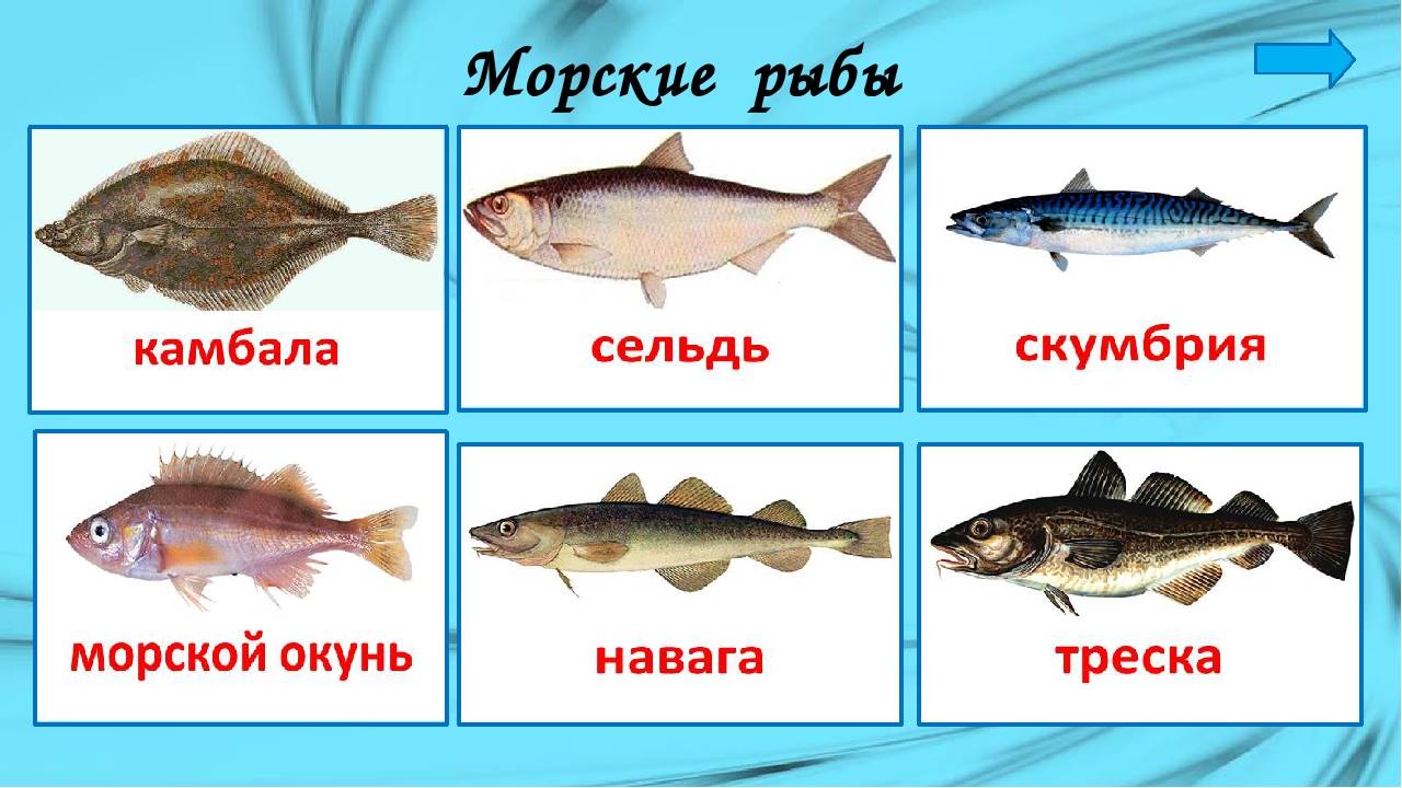 Виды белой рыбы, названия и ососбенности