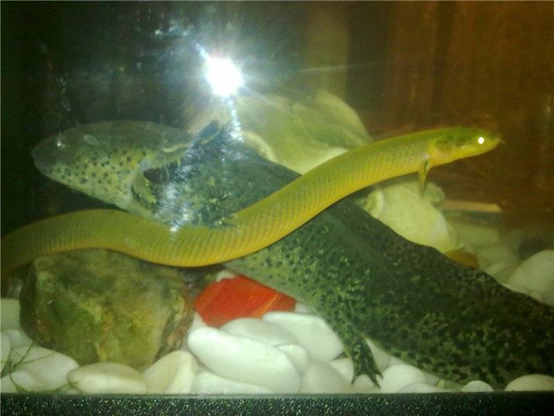 Рыба змея совместимость. Малабарский каламоихт. Каламоихт калабарский альбинос. Каламоихт рыба аквариумная. Рыба змея каламоихт.