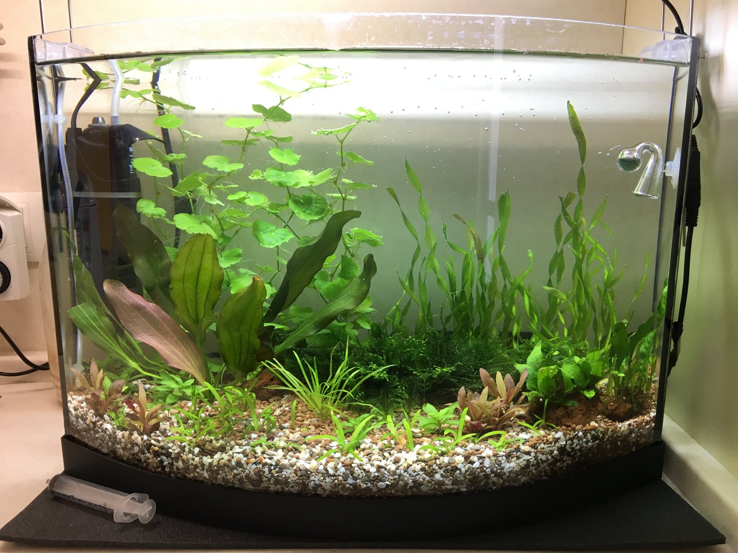 Как запустить аквариум с растениями? - плантофилия