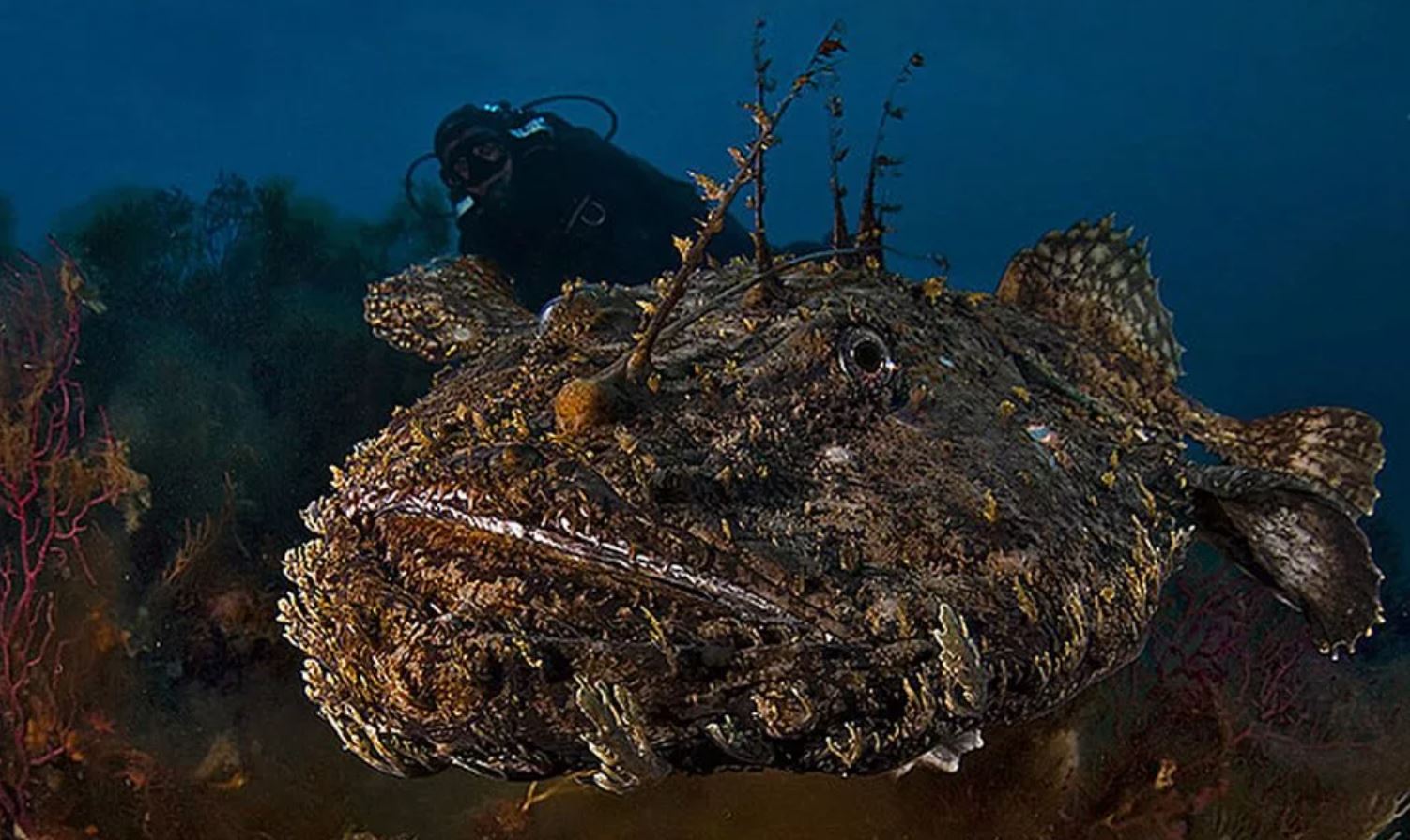 Морской черт. Морской черт удильщик. Рыба Европейский удильщик. Рыба удильщик морской черт. Европейский удильщик морской чёрт.