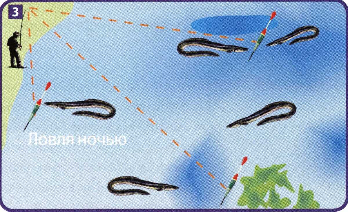 Угорь рыба. угорь: описание рыбы, места обитания, повадки и способы ловли. семейство пресноводные угри