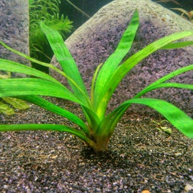 Сагиттария - аквариумное растение: содержание, виды, фото, видео | beauty-line14a.ru