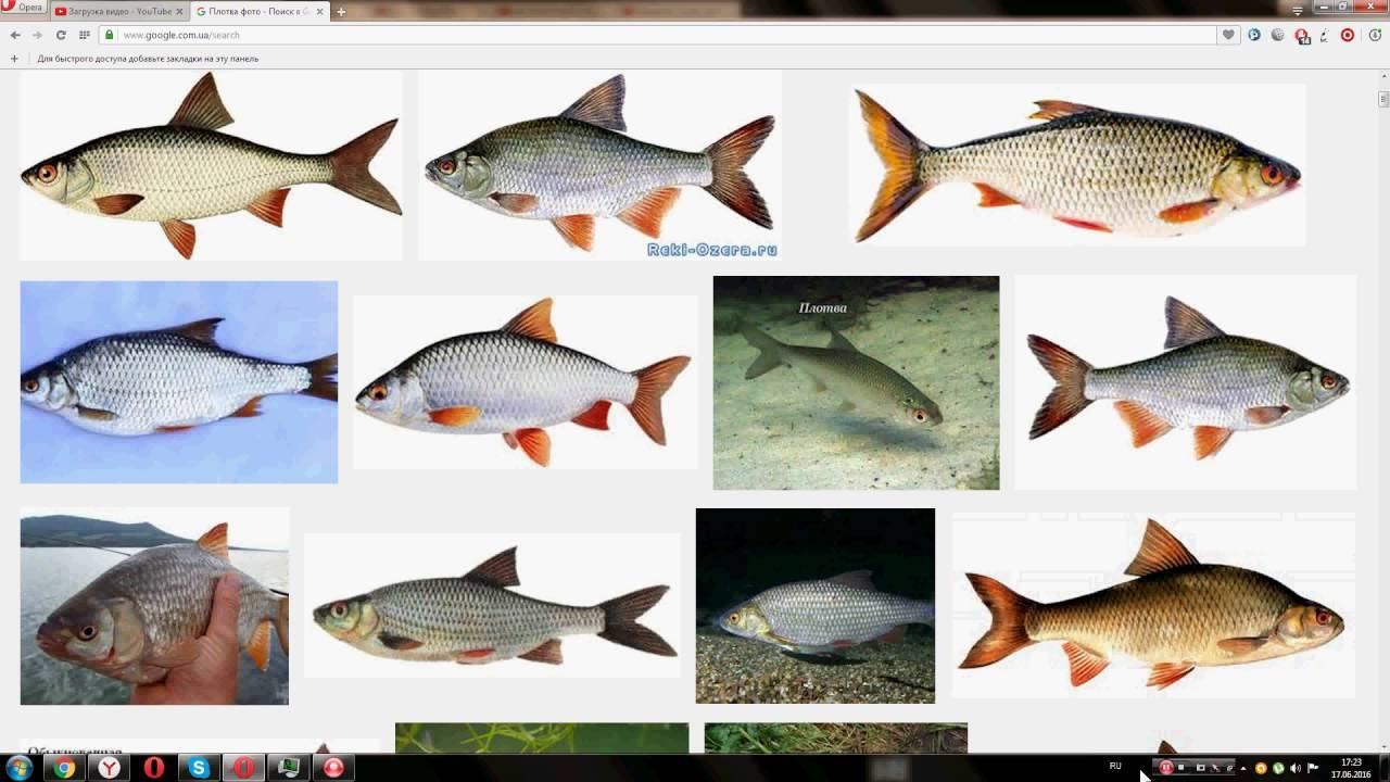 Вармоус фото и описание – каталог рыб, смотреть онлайн