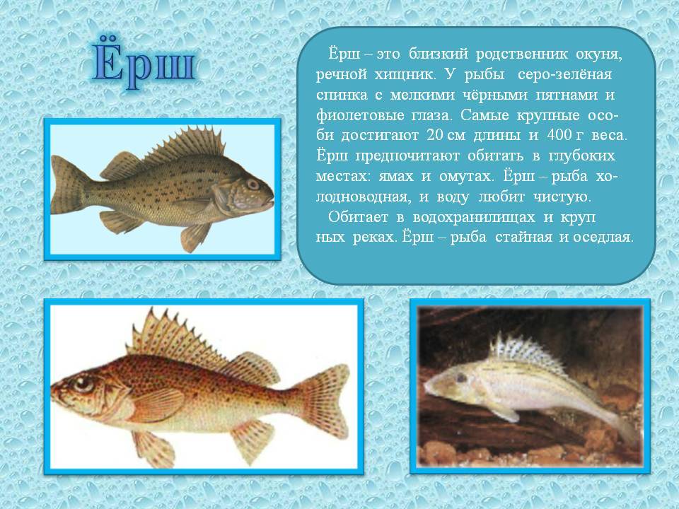 Ёрш - описание с фото, размеры и состав рыбы; рецепт приготовления