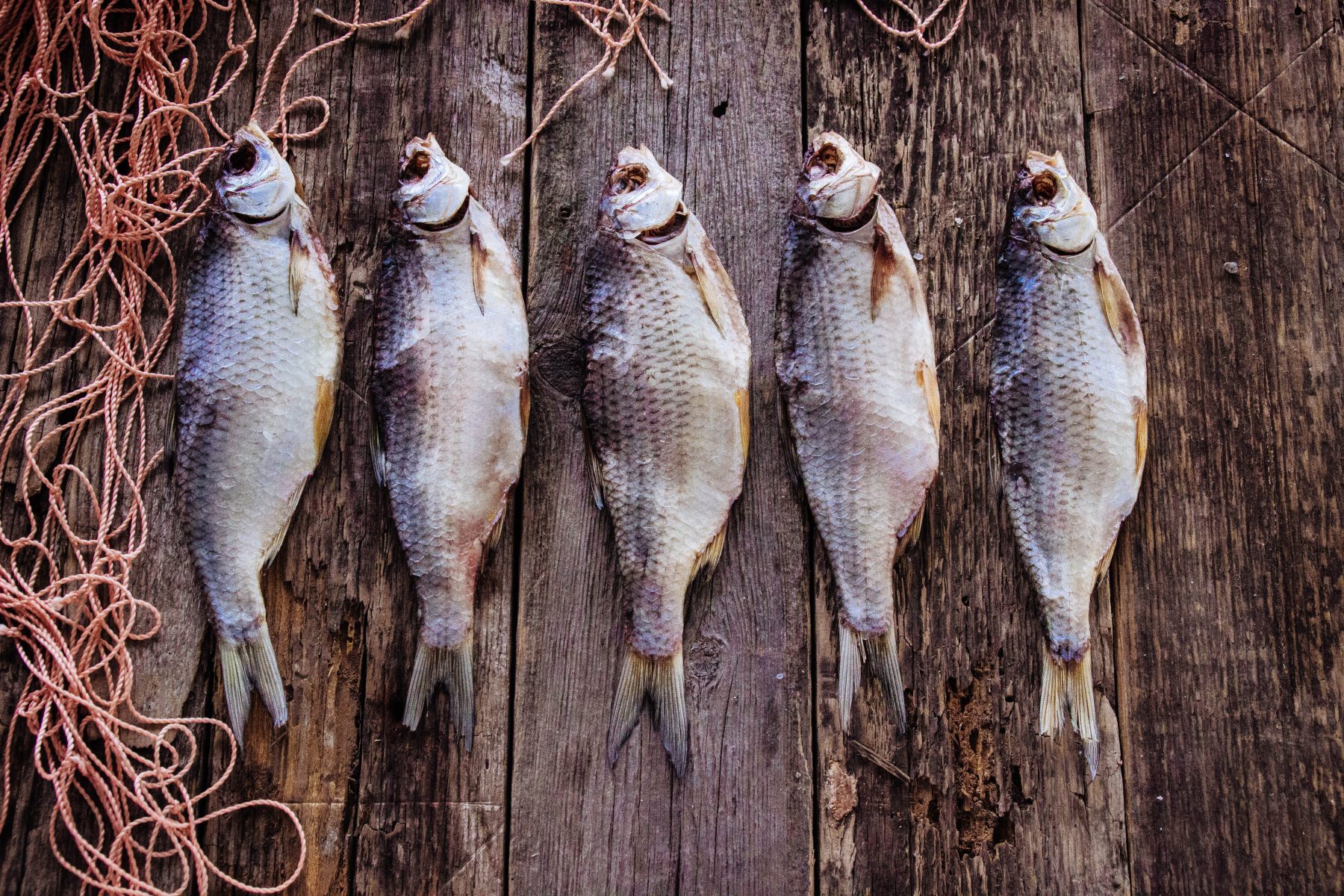 Ловля воблы: оснастки, приманки и описание рыбы