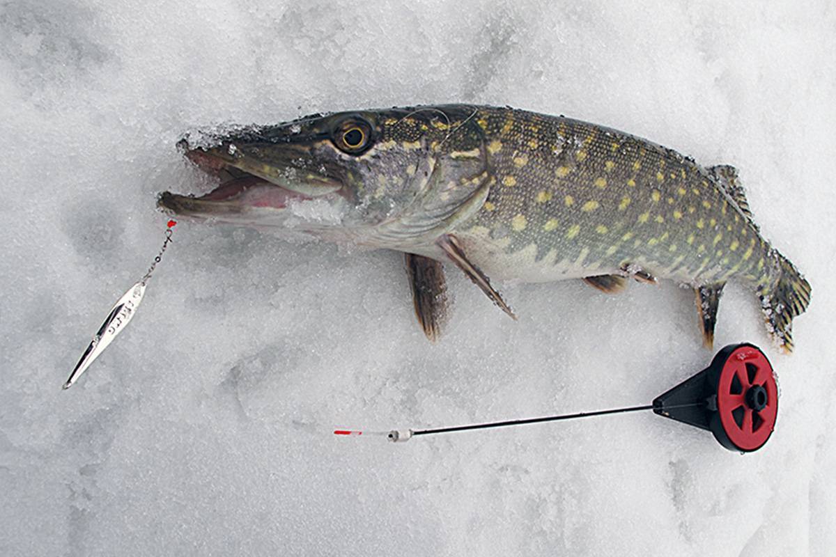 Жерлицы для зимней рыбалки: виды, принцип действия, приманки, техника ловли, лучшие жерлицы