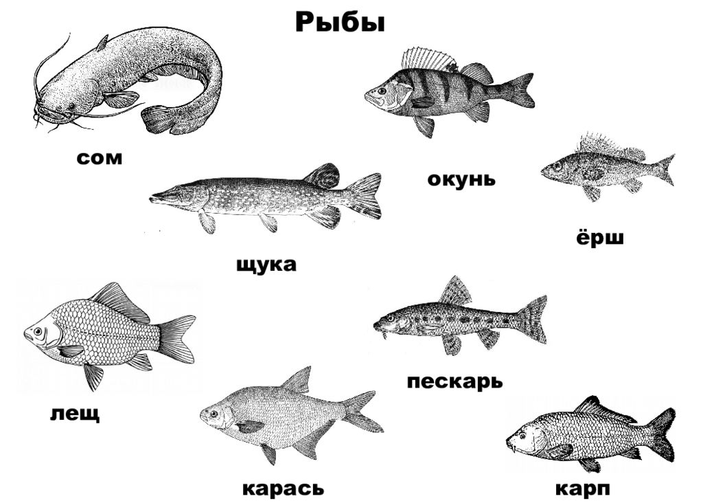 В водоеме обитают разнообразные организмы окунь щука. Рыбы. Речные рыбы для детей. Название рыб. Рыба картинка.