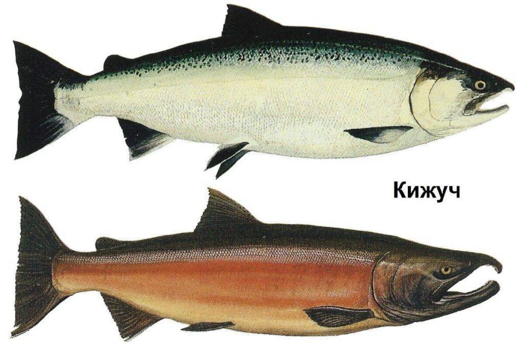 Породы красных рыб. Лосось кижуч. Дальневосточный лосось кижуч. Кижуч (Oncorhynchus kisutch). Рыба кижуч кижуч.