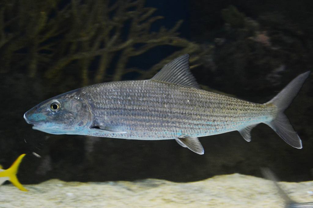Рыба «Албула» фото и описание