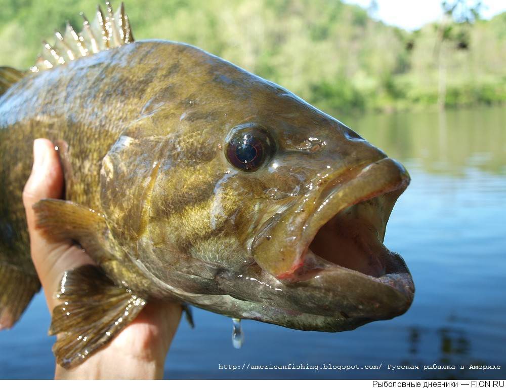 Красноперка (рыба): описание, фото. на что ловить красноперку, как ее приготовить?