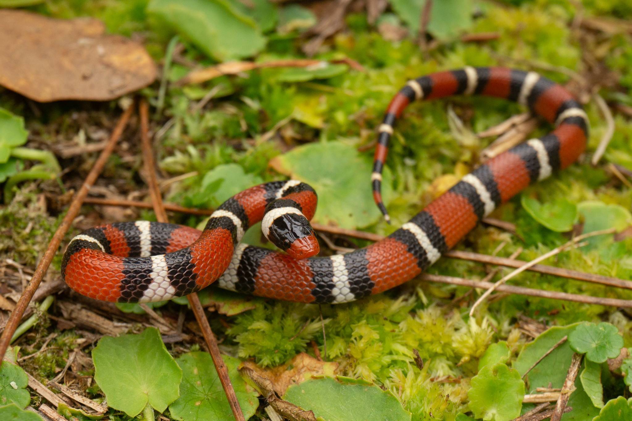 Молочная змея. Молочная змея морфы. Lampropeltis Triangulum andesiana. Lampropeltis Triangulum elapsoides. Молочной змеи (Lampropeltis Triangulum.