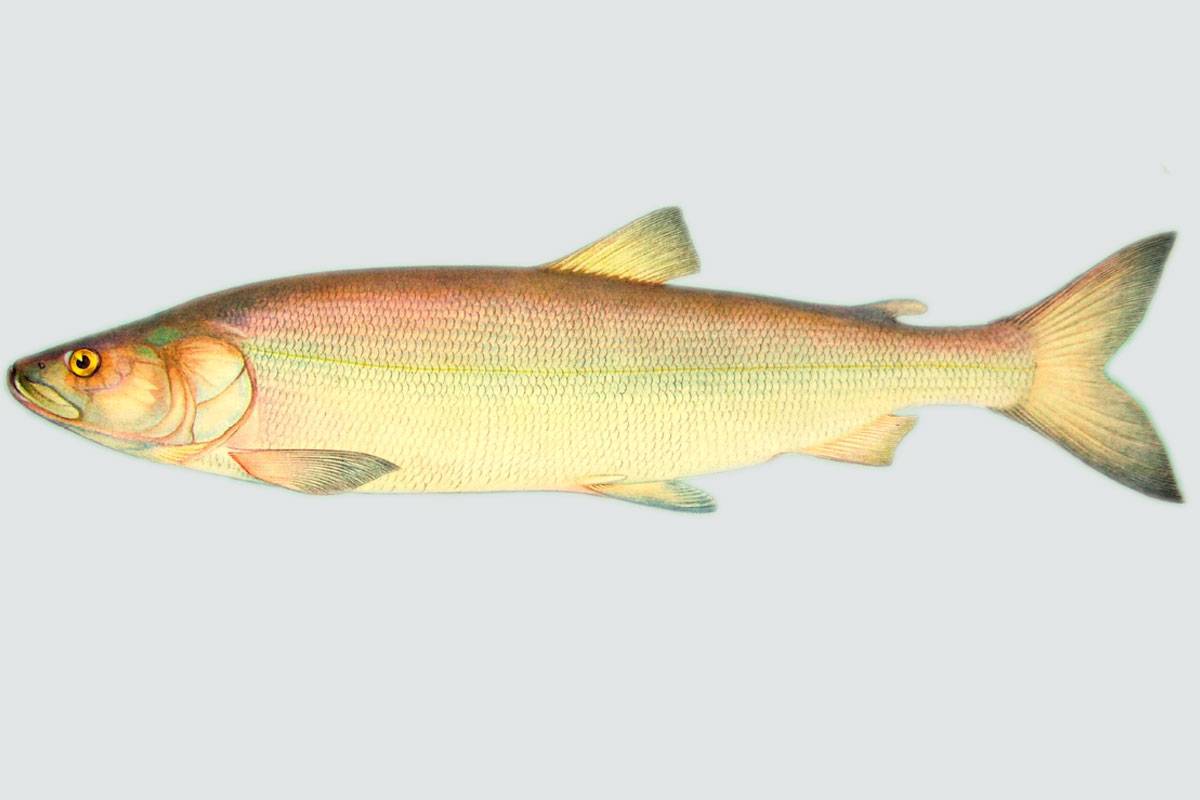 Рыба нельма — описание белорыбицы, видовые различия, как и на что ловить
