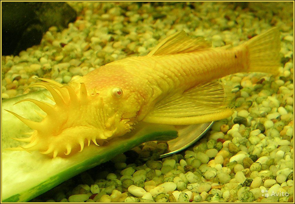 Анциструс золотой (альбинос, аквариумный желтый сом, белый): содержание, совместимость, размножение, фото, отзывы, аквариум, продолжительность жизни - kotiko.ru