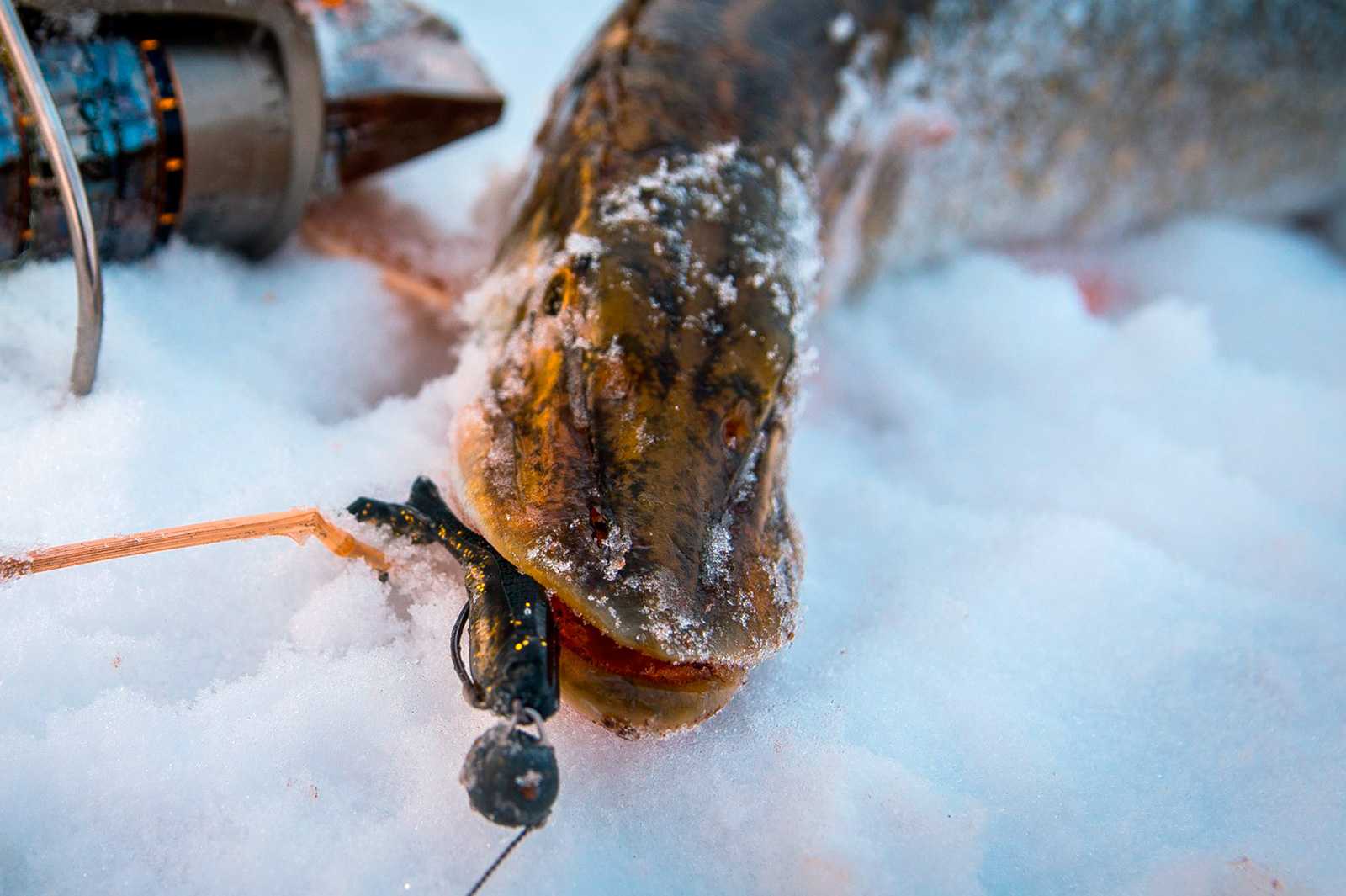 Окунь зимой на съедобную резину и силикон – оснастка приманок и техника ловли