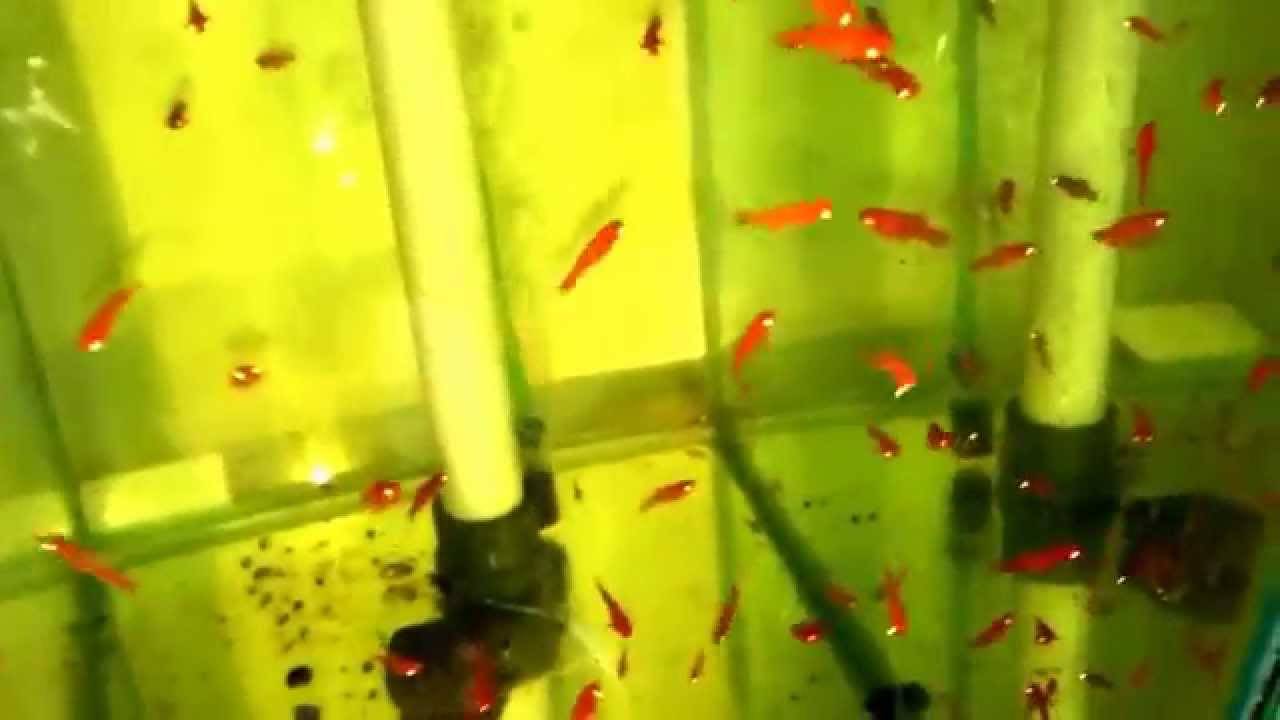 Рыбка меченосец (31 фото): уход и содержание аквариумных рыб. как различить самок и самцов? сколько живут в аквариуме? виды и их описание