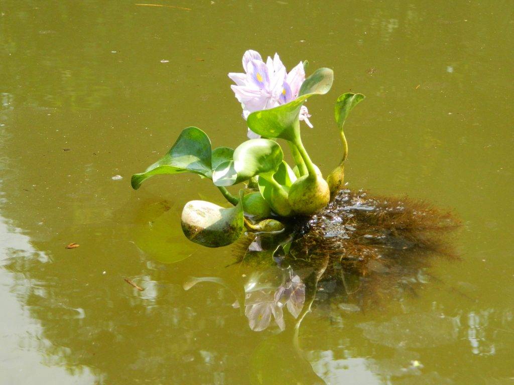 Водяной гиацинт: выращивание эйхорнии в аквариуме и пруду