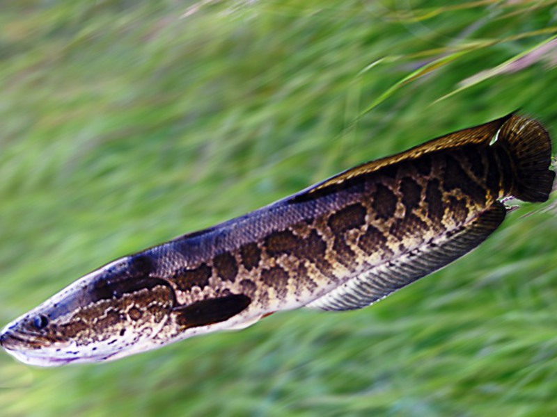 Аквариумная рыбка змееголов – особенности содержания и разведения
