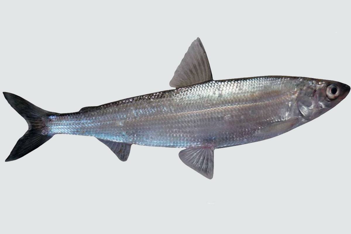 ᐉ рипус: описание рыбы с фото, обитание, питание, нерест, рыбалка и разведение - zookovcheg.ru