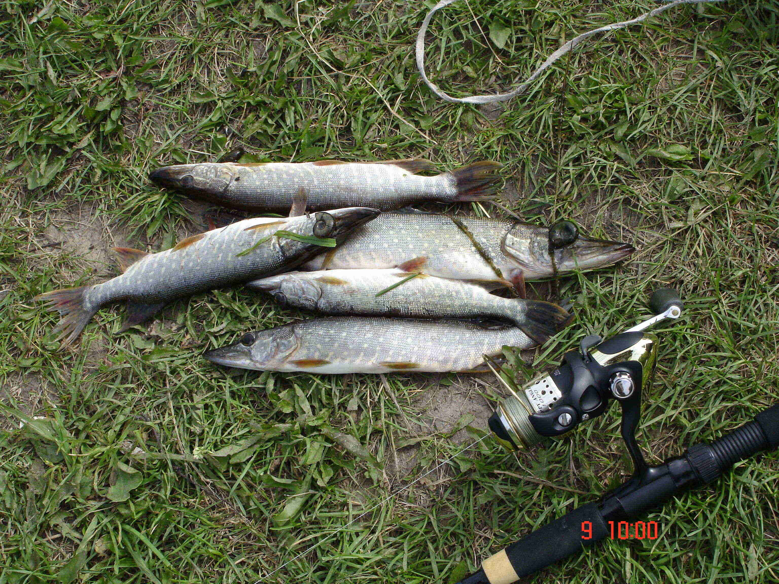 Рыбалка в березняках егорьевского района: особенности, какая рыба водится