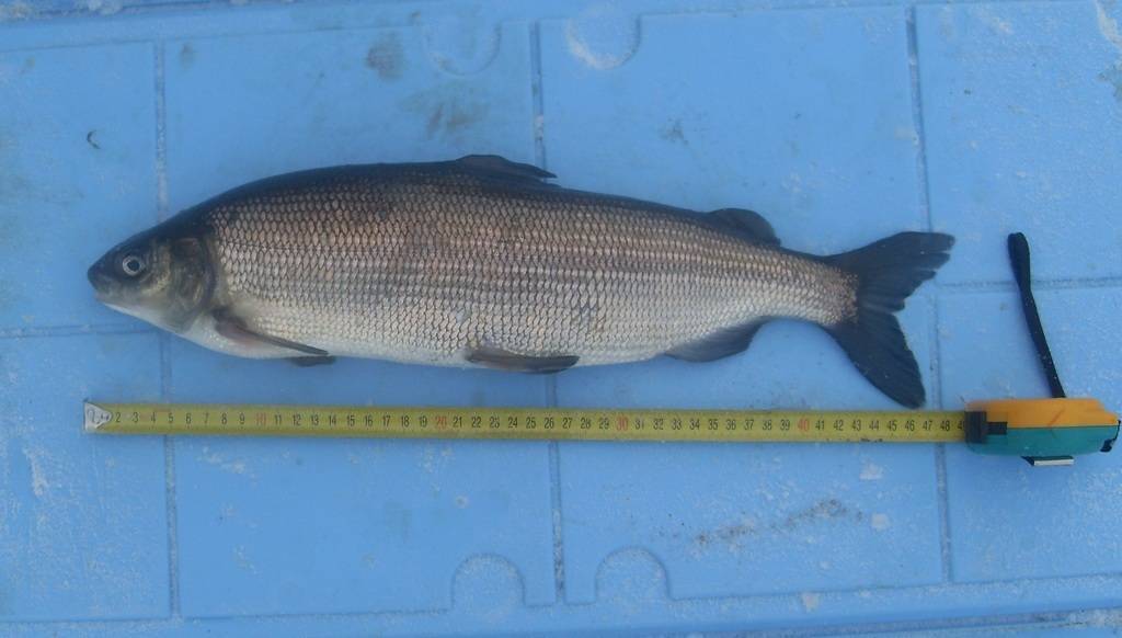 Сиг-пыжьян фото и описание – каталог рыб, смотреть онлайн