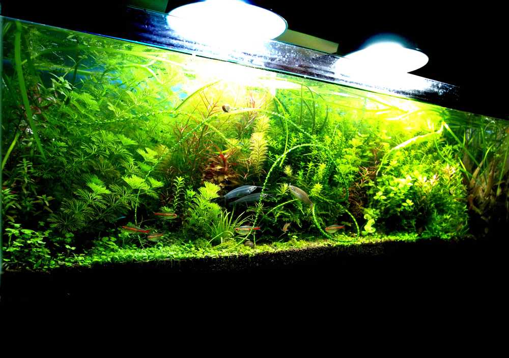 Время освещения аквариума - 3 правила продолжительности светового дня. выбор режима света.