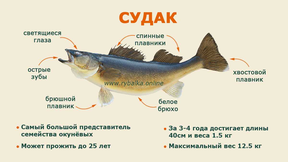 Рыба лобань - среда обитания, ловля, рецепты