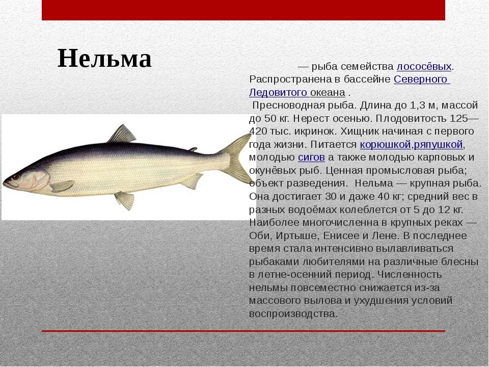 Белорыбица: фото, что это за рыба, описание, каким цветом мясо
