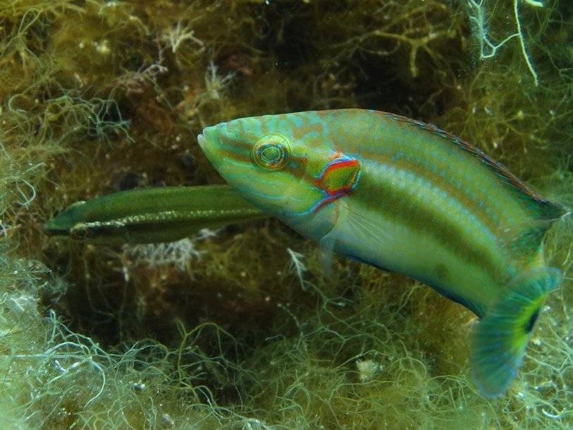 Губан-зеленушка фото и описание – каталог рыб, смотреть онлайн
