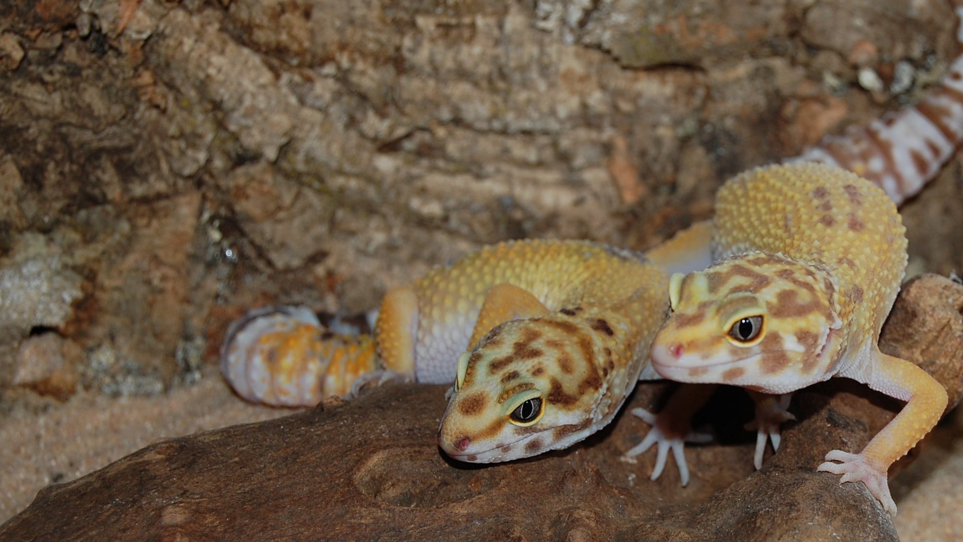 Гекконы: содержание в домашнем террариуме, леопардовый геккон