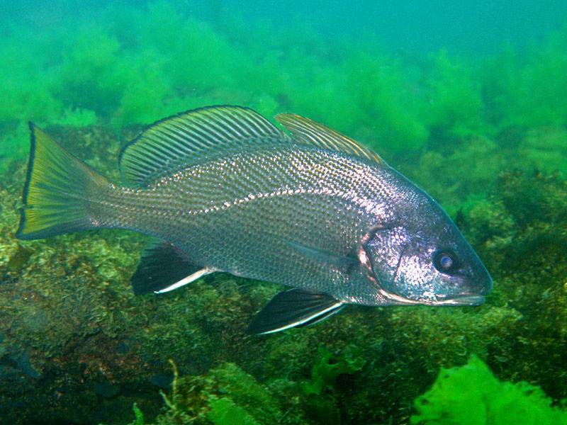 Барракуда европейская фото и описание – каталог рыб, смотреть онлайн