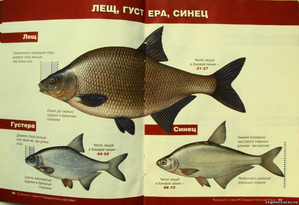 Рыба «белоглазка» фото и описание