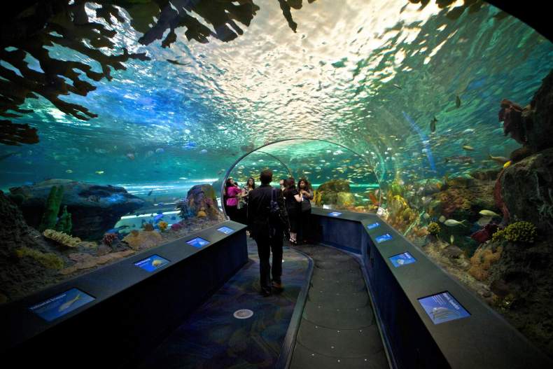 Самые большие и необычные аквариумы в мире. ТОП-10