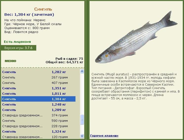 Кефаль: что за рыба, где водится, состав, калорийность, польза