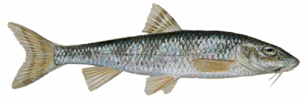 Пескарь (рыба) — википедия фото