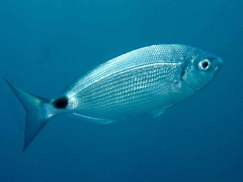 Рыба вырезуб: описание, виды, образ жизни, среда обитания и размножение