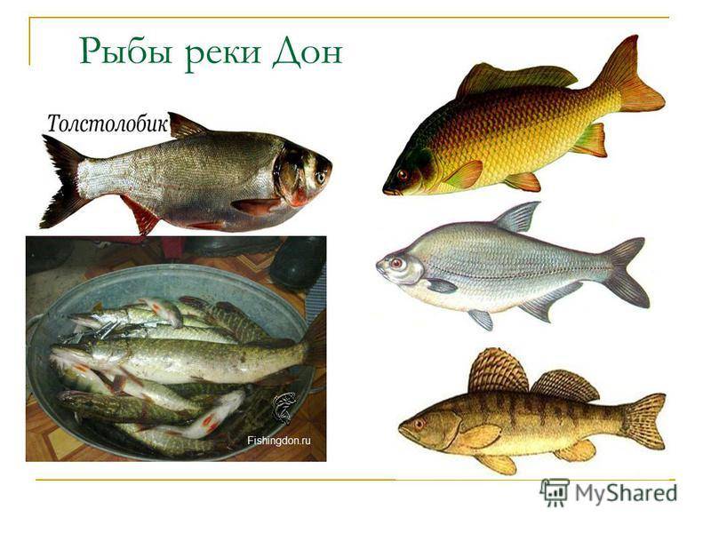 Рыбалка в ростовской области | карта рыболовных мест