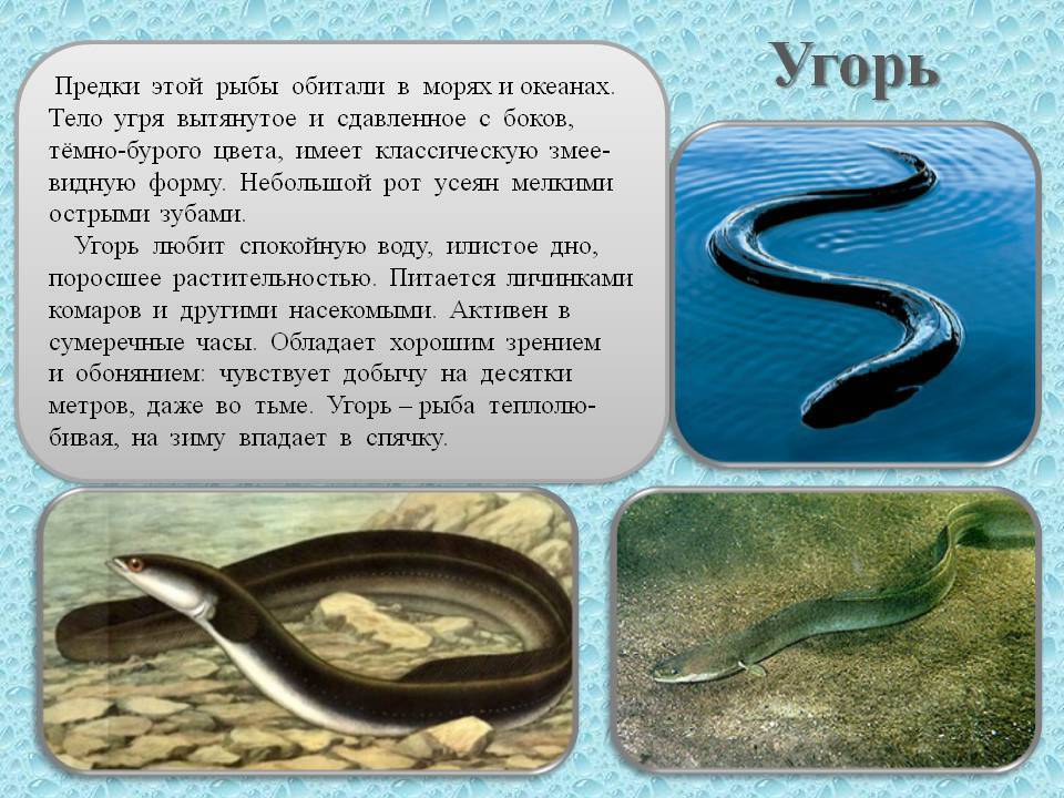 Рыба угорь: как выглядит, описание, на что клюет, особенности ловли_ | kupilovi.ru
