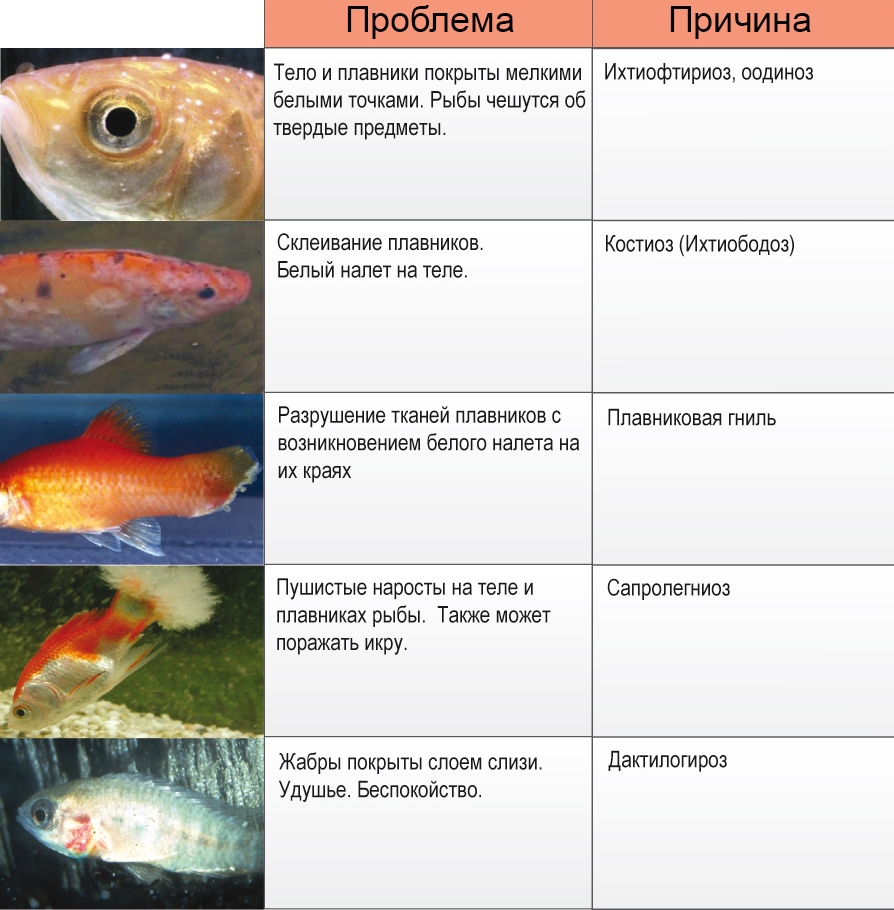 Какая температура воды в аквариуме лучше всего подходит для рыбок и растений | parnas42.ru