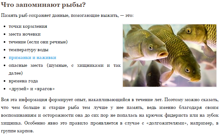 Сколько память у рыбы. Память у рыб. Какая память у рыбки. Рыба с короткой памятью.