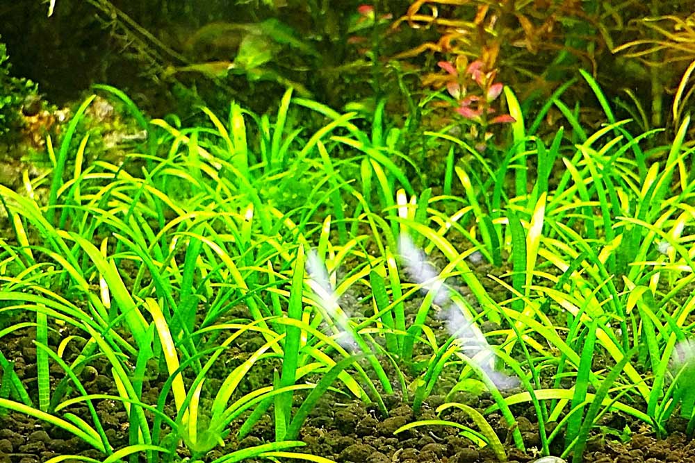Сагиттария - аквариумное растение: содержание, виды, фото, видео
сагиттария - аквариумное растение: содержание, виды, фото, видео