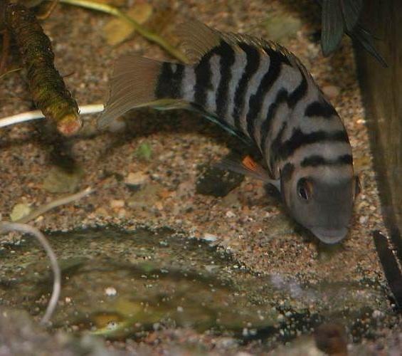 Рыбка цихлида чернополосая в вашем аквариуме: как правильно ухаживать и содержать?